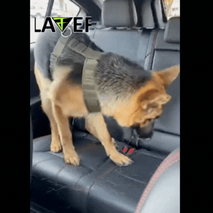 Perros entrando con barro