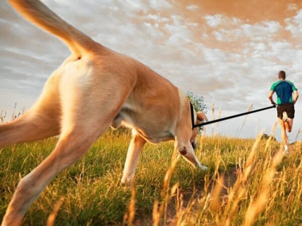 Diapositiva3 Correa Mascota Basic 10 y 5 Metros